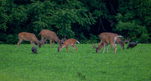 Load image into Gallery viewer, Twitchy Tail Deer Decoy