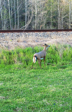 Load image into Gallery viewer, Twitchy Tail Deer Decoy