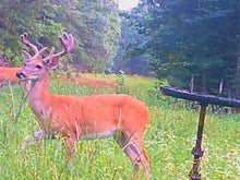 Load image into Gallery viewer, Buck Weed ... Deer Love it!
