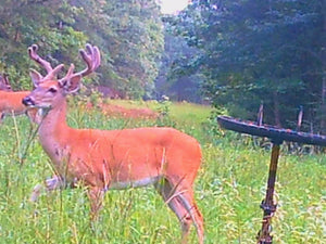 Buck Weed ... Deer Love it!