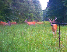 Load image into Gallery viewer, Buck Weed ... Deer Love it!

