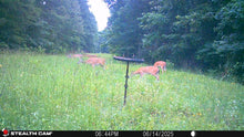 Load image into Gallery viewer, Buck Weed ... Deer Love it!
