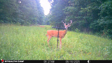 Load image into Gallery viewer, Buck Weed ... Deer Love it!
